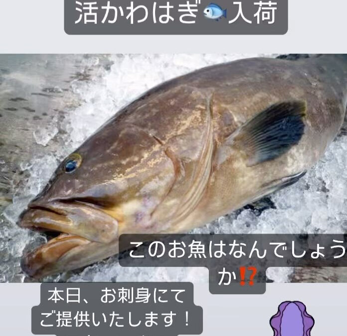 #西武池袋線グルメ #清瀬 #魚 #伊勢海老 #かわはぎ #