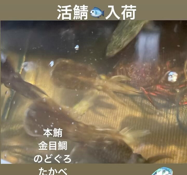 #西武池袋線グルメ #清瀬 #魚 #伊勢海老 #かわはぎ #