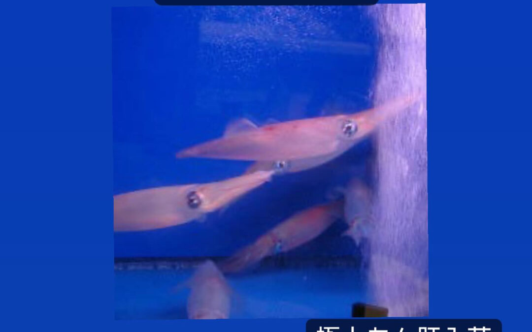 東京都清瀬市の清瀬駅から徒歩5分でお越し頂ける旬菜魚 hir