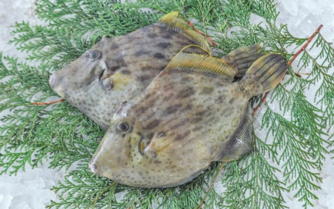 東京都清瀬市の清瀬駅から徒歩5分でお越し頂ける旬菜魚 hir