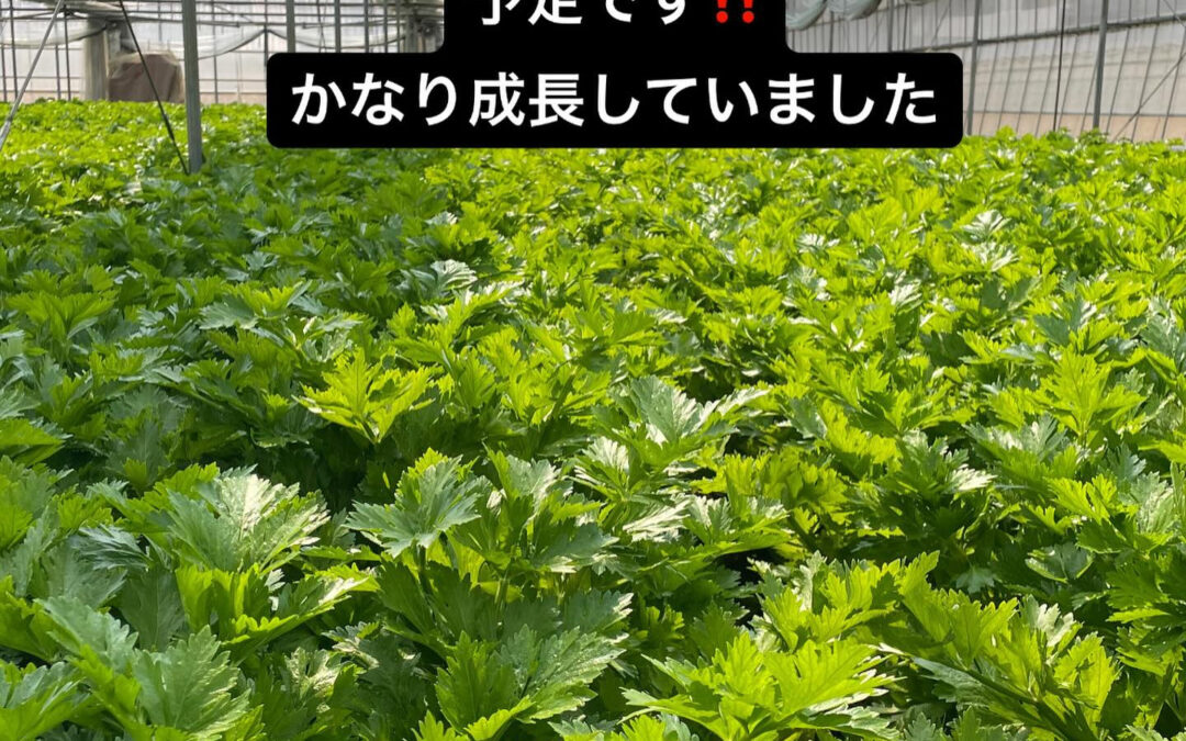 東京都清瀬市の清瀬駅から徒歩5分でお越し頂ける旬菜魚 hir