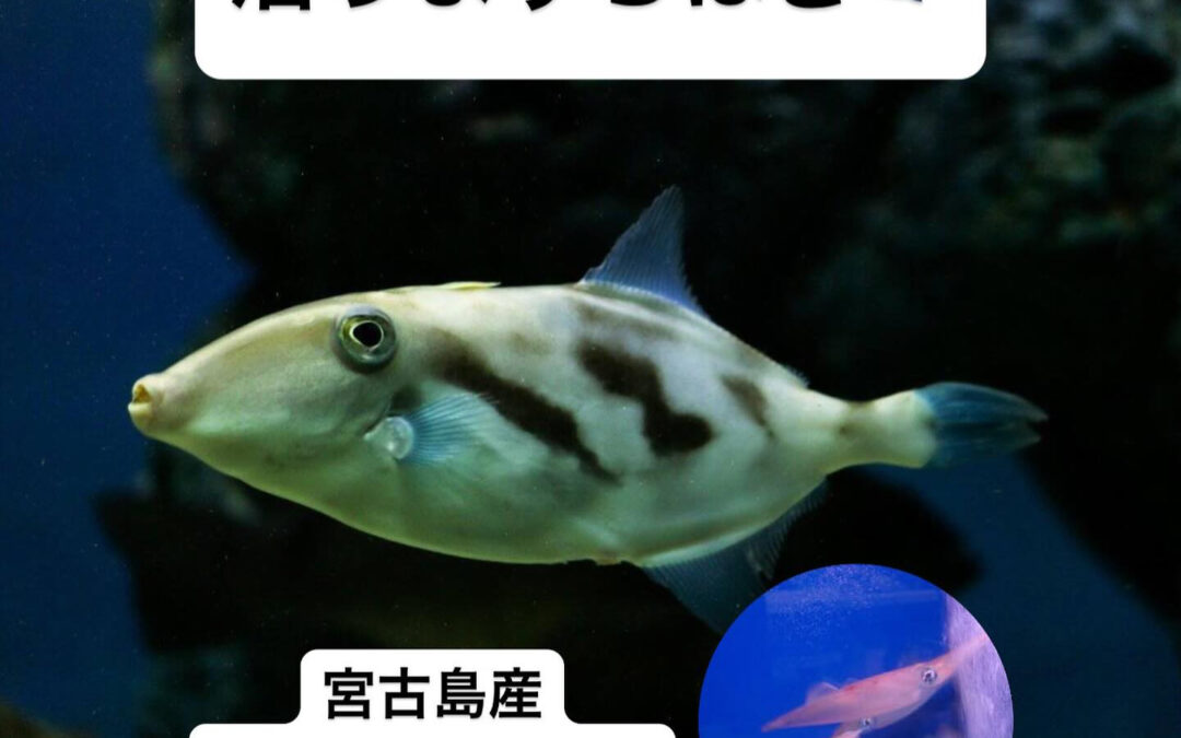 東京都清瀬市の清瀬駅から徒歩5分でお越し頂ける旬菜魚 hir