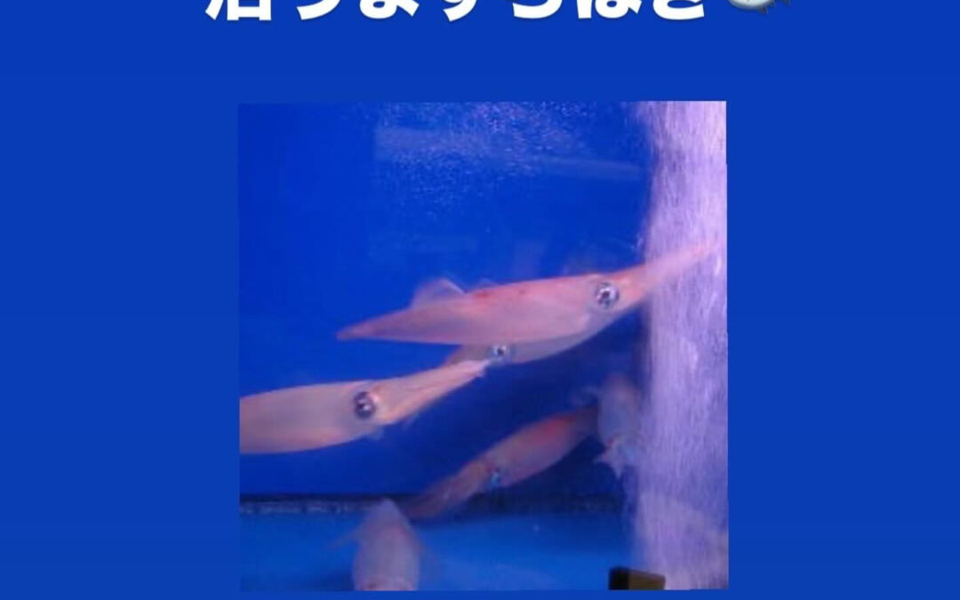 東京都清瀬市の清瀬駅から徒歩5分でお越し頂ける旬菜魚 hir