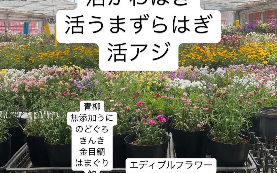東京都清瀬市の清瀬駅から徒歩5分でお越し頂ける旬菜魚 hir