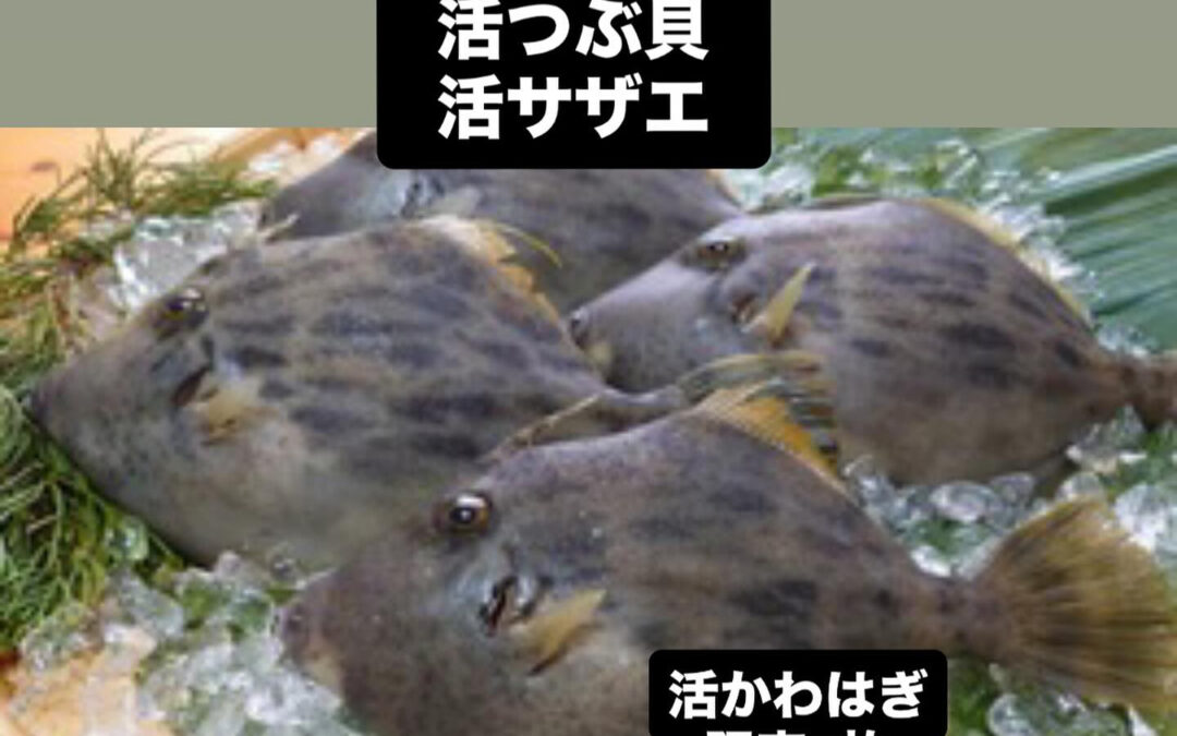 ] #清瀬#MAGURO#西武池袋線#活いか#活魚#魚#刺身