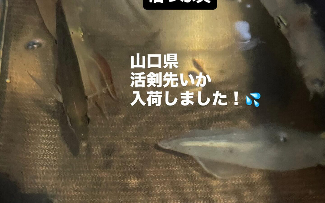 – [x] #清瀬#MAGURO#西武池袋線#活いか#活魚#