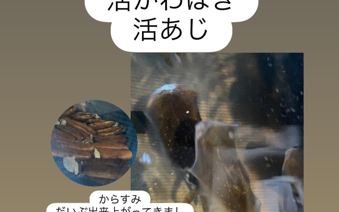 – [x] #清瀬#MAGURO#西武池袋線#活いか#活魚#