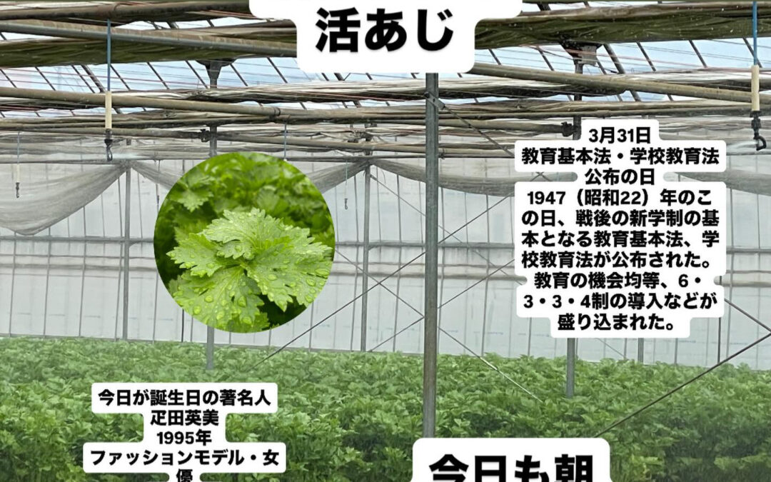 山崎#清瀬#MAGURO旬菜魚1-13-7