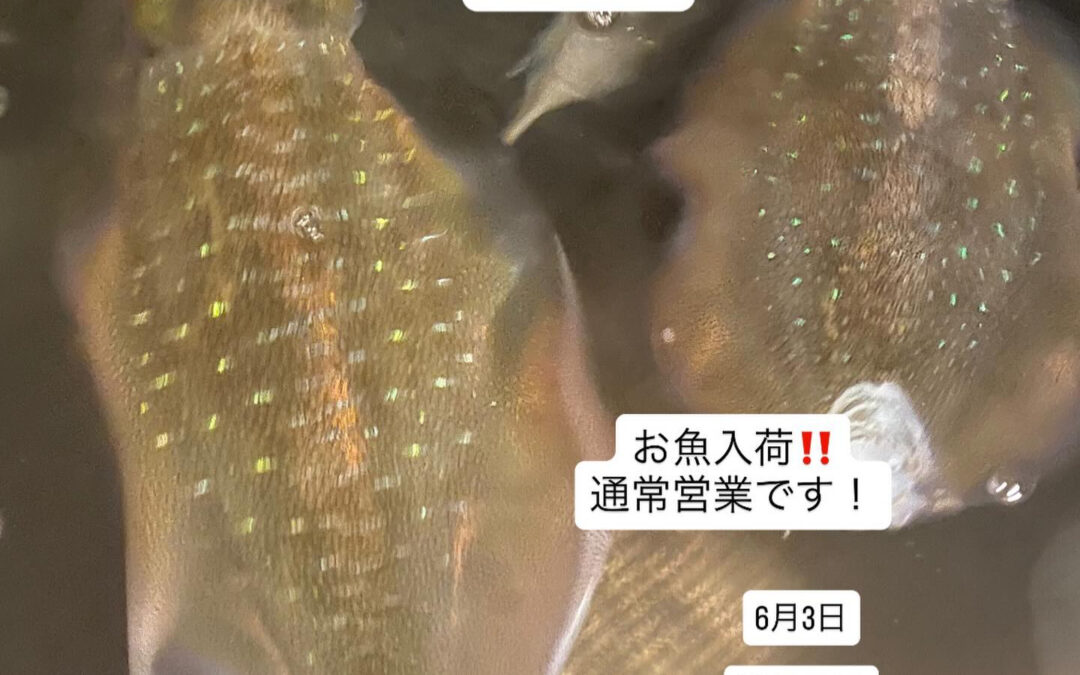 – [x] #東京#清瀬#MAGURO旬菜魚1-13-7